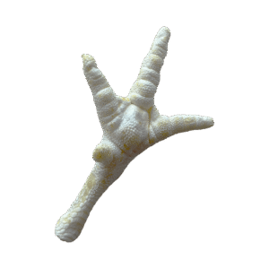 Pata De Pollo Blancas