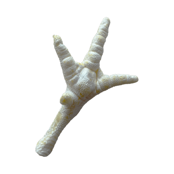 Pata De Pollo Blancas